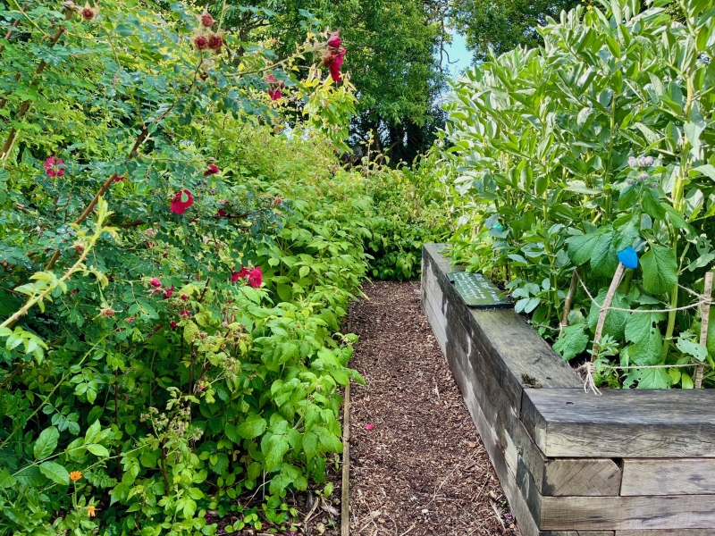 Mawnan School Nature Garden